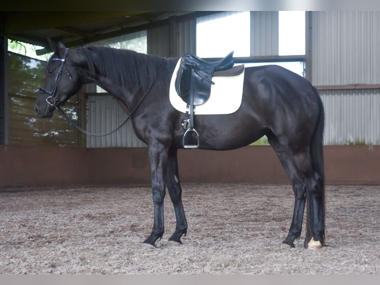 Trakehner Jument 5 Ans 170 cm Noir in Stipshausen