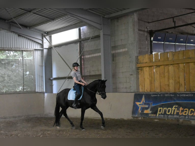 Trakehner Jument 5 Ans 170 cm Noir in Stipshausen