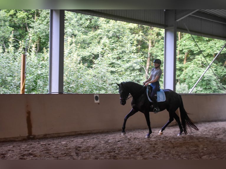Trakehner Jument 5 Ans 170 cm Noir in Stipshausen