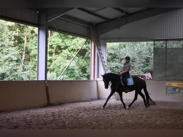 Trakehner Jument 5 Ans 170 cm Noir in Stipshausen