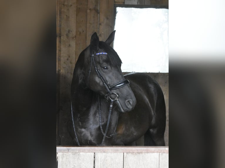 Trakehner Jument 5 Ans 170 cm Noir in Stipshausen