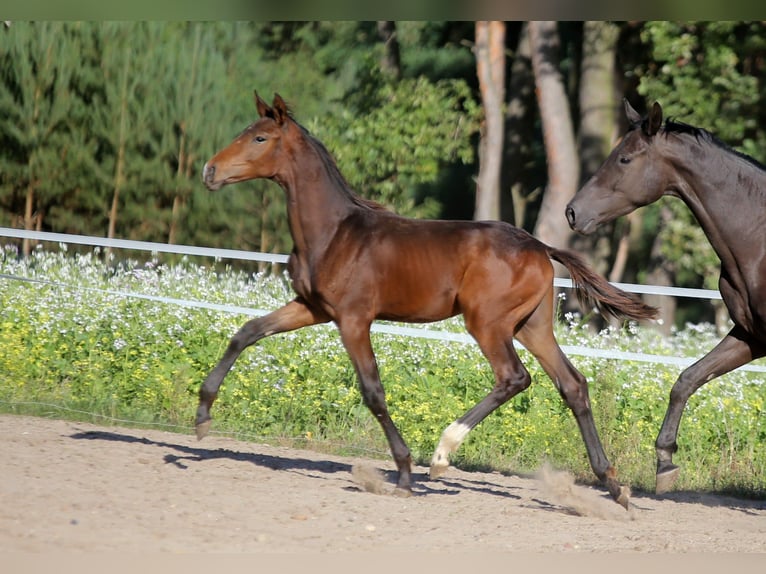 Trakehner Jument 5 Ans 170 cm Noir in Karnk&#xF3;w