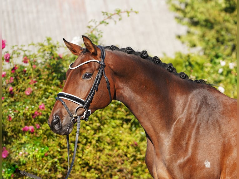 Trakehner Jument 5 Ans 171 cm Bai brun in Hohenfelde