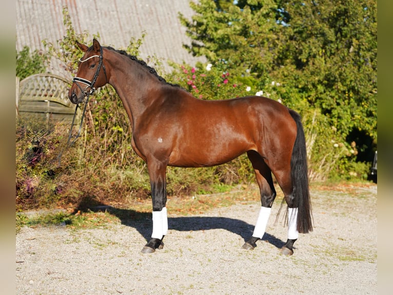 Trakehner Jument 5 Ans 171 cm Bai brun in Hohenfelde