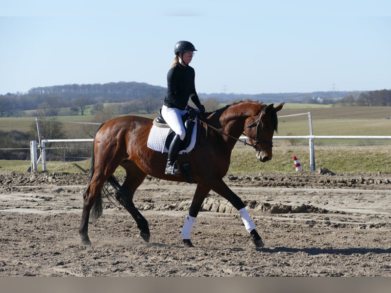 Trakehner Jument 5 Ans 171 cm Bai in Ganschow