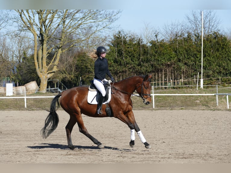 Trakehner Jument 5 Ans 171 cm Bai in Ganschow