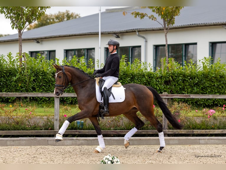 Trakehner Jument 5 Ans 171 cm Bai in Kiel