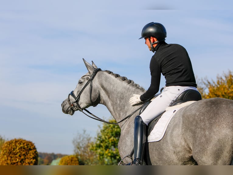 Trakehner Jument 5 Ans 171 cm Gris in Neumünster