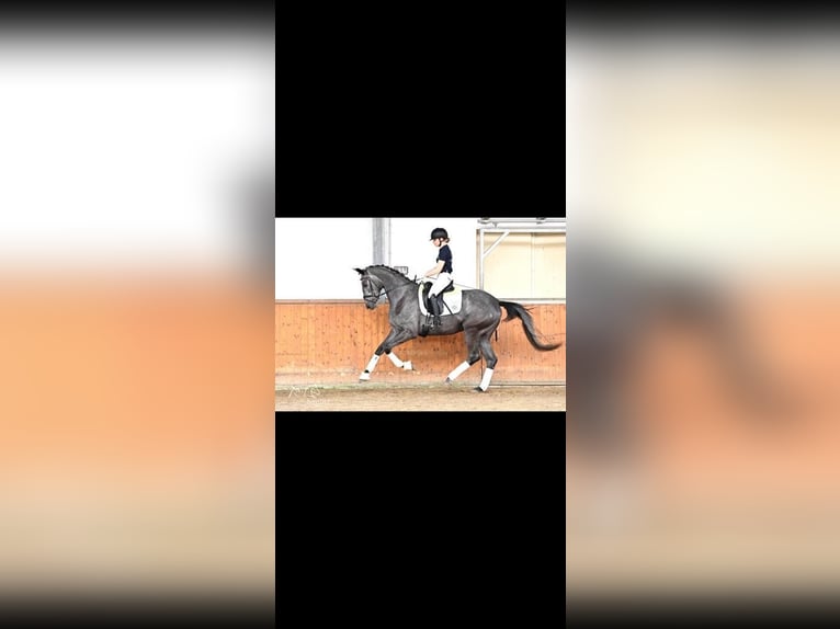 Trakehner Jument 5 Ans 172 cm Gris in Bodenfelde