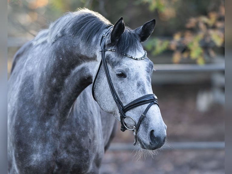 Trakehner Jument 5 Ans 174 cm Gris in Garstedt