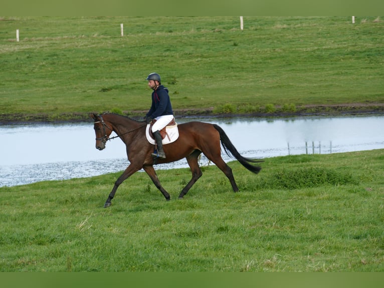 Trakehner Jument 5 Ans Bai in Ganschow