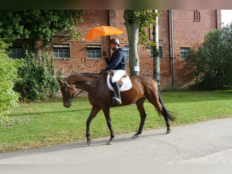 Trakehner Jument 5 Ans Bai in Ganschow
