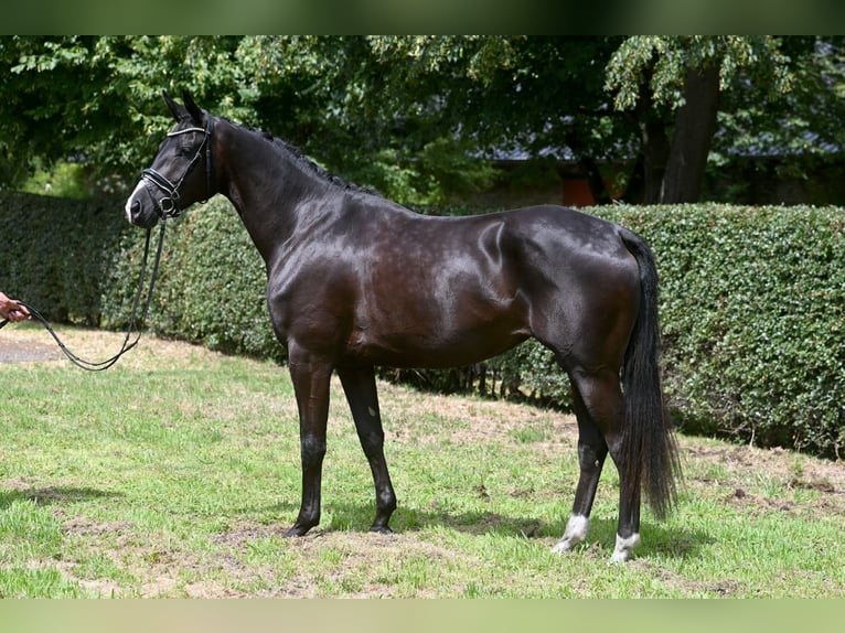 Trakehner Jument 5 Ans Noir in Neckarsteinach