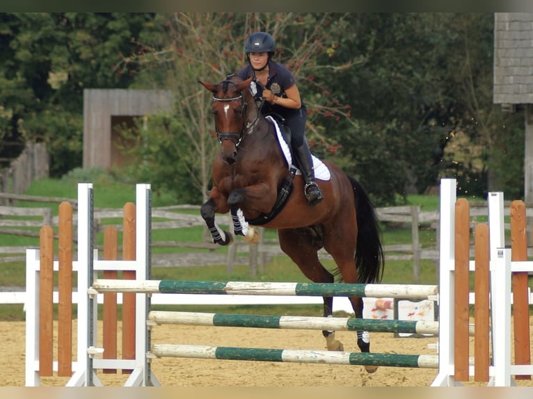 Trakehner Jument 6 Ans 162 cm Bai in Bodenfelde/Nienover