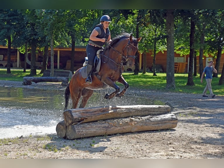 Trakehner Jument 6 Ans 164 cm Bai in Lengau