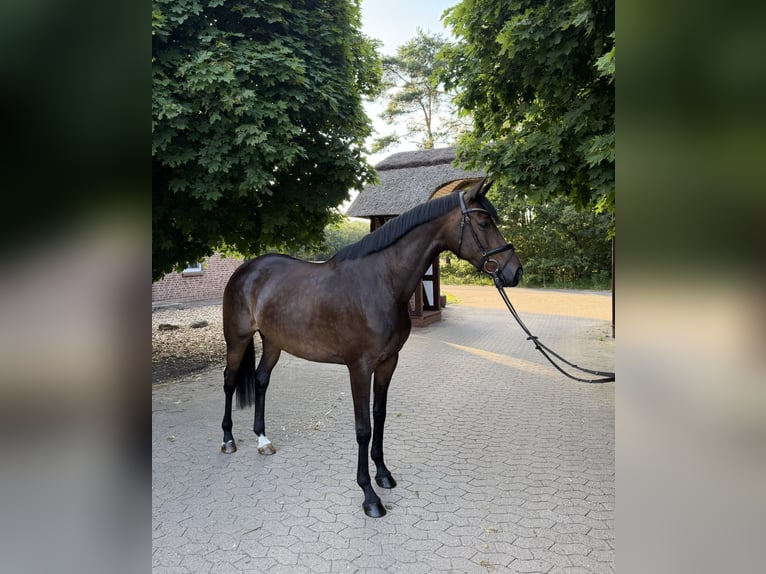Trakehner Jument 6 Ans 165 cm Bai brun in Schneverdingen