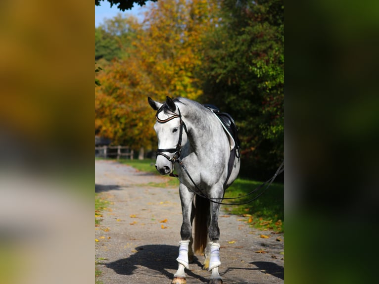 Trakehner Jument 6 Ans 165 cm Gris pommelé in Bodenfelde