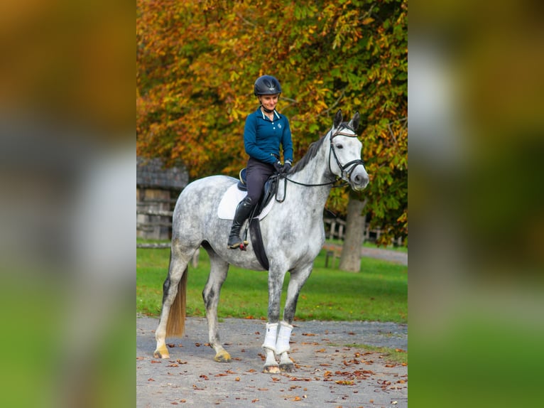 Trakehner Jument 6 Ans 165 cm Gris pommelé in Bodenfelde