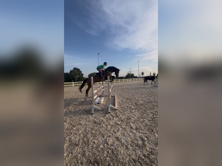 Trakehner Jument 6 Ans 166 cm Bai in Wernau