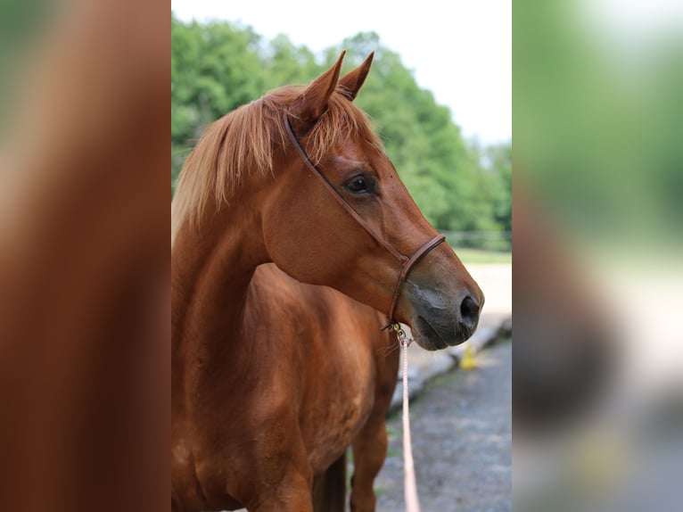 Trakehner Jument 6 Ans 167 cm Alezan in Liebstadt