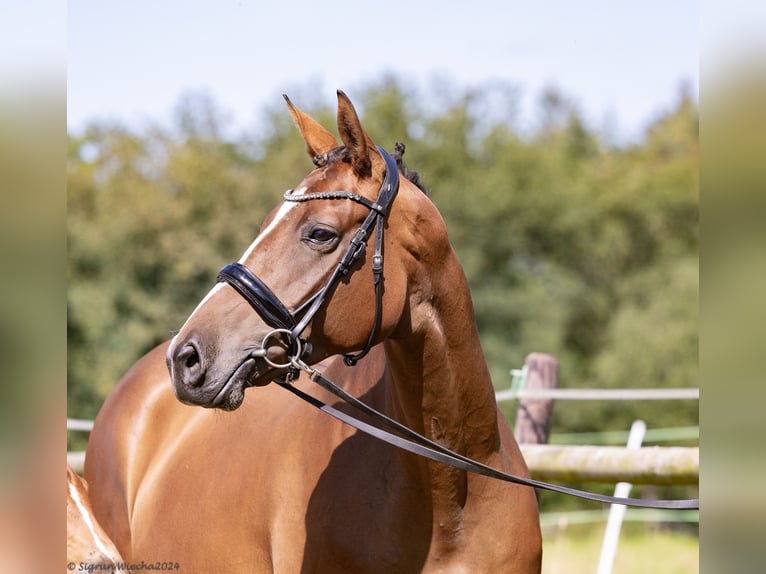 Trakehner Jument 6 Ans 167 cm Bai in Wesel