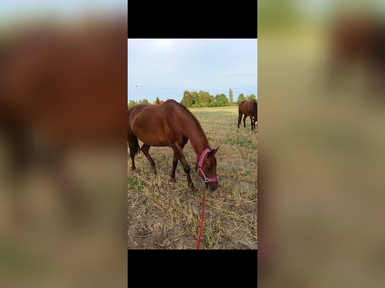 Trakehner Jument 6 Ans 168 cm Alezan in Grudziądz
