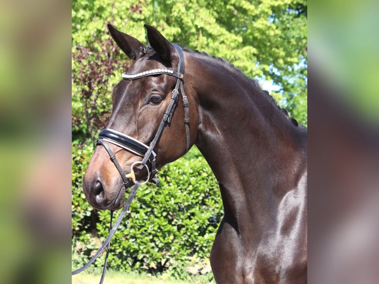 Trakehner Jument 6 Ans 168 cm Bai brun in Selsingen