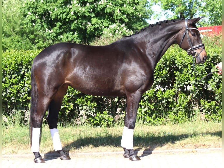 Trakehner Jument 6 Ans 168 cm Bai brun in Selsingen