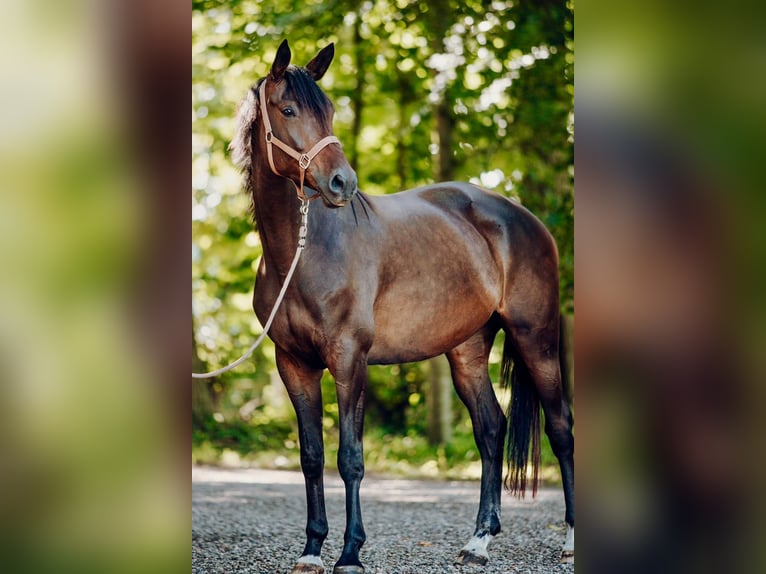 Trakehner Jument 6 Ans 168 cm Bai in Jerrishoe