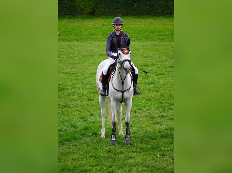 Trakehner Jument 6 Ans 169 cm Gris in Hainsfarth