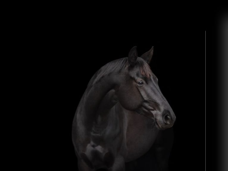 Trakehner Jument 6 Ans 169 cm Noir in Fürstenfeldbruck