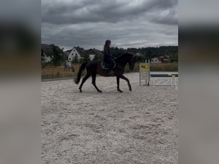 Trakehner Jument 6 Ans 169 cm Noir in Neustadt (Hessen)