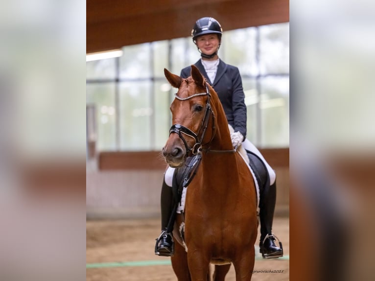 Trakehner Jument 6 Ans 170 cm Alezan in Ennigerloh