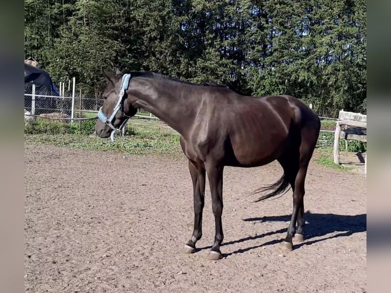 Trakehner Jument 6 Ans 170 cm Noir in Karnków
