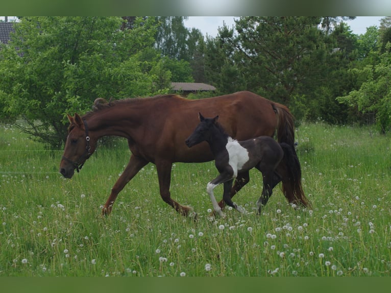Trakehner Jument 6 Ans 171 cm Alezan brûlé in Linn