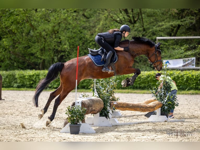 Trakehner Jument 6 Ans 172 cm Bai in Laubach