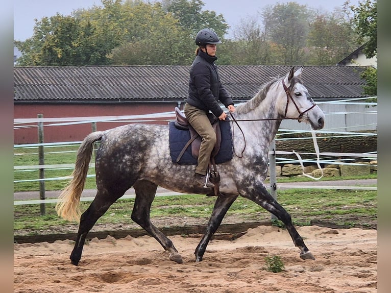 Trakehner Jument 6 Ans 174 cm Gris pommelé in Aalen