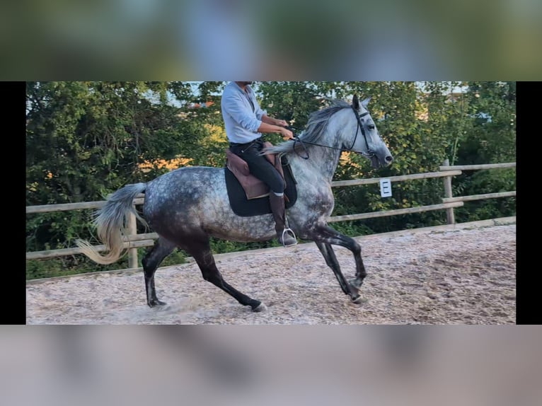Trakehner Jument 6 Ans 174 cm Gris pommelé in Aalen