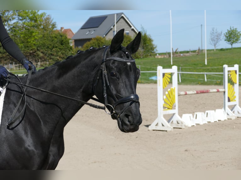 Trakehner Jument 6 Ans Bai brun foncé in Ganschow