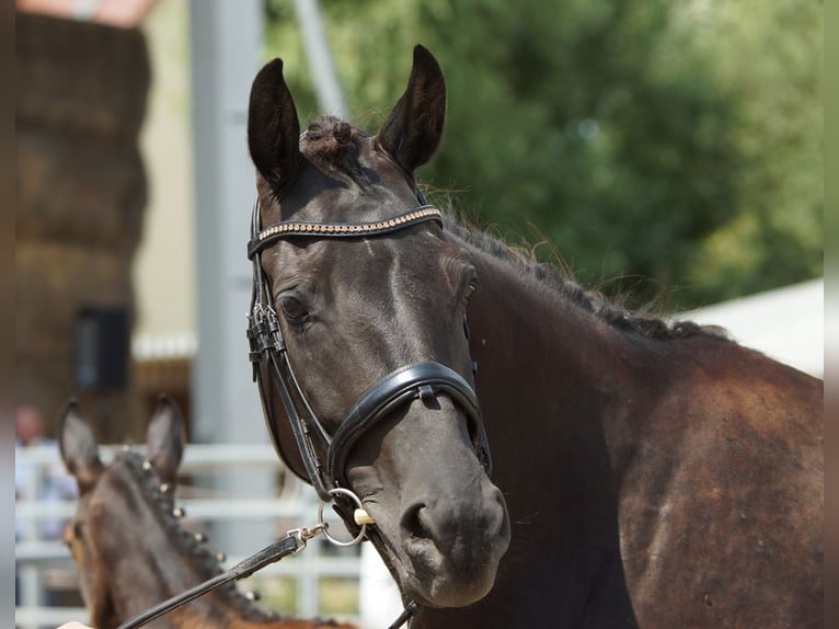 Trakehner Jument 6 Ans Noir in Günzburg