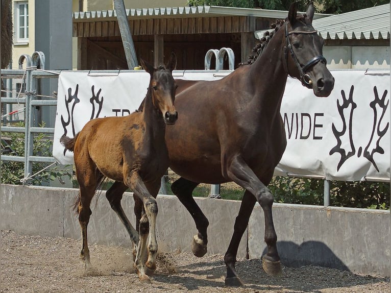 Trakehner Jument 6 Ans Noir in Günzburg