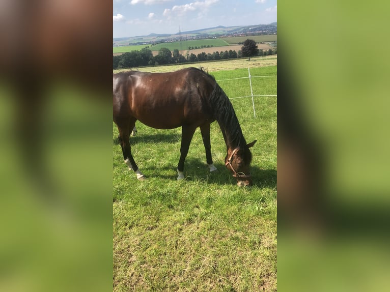 Trakehner Jument 7 Ans 163 cm Bai brun in SendenhorstSendenhorst