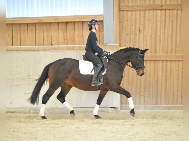 Trakehner Jument 7 Ans 164 cm Bai in Wellheim