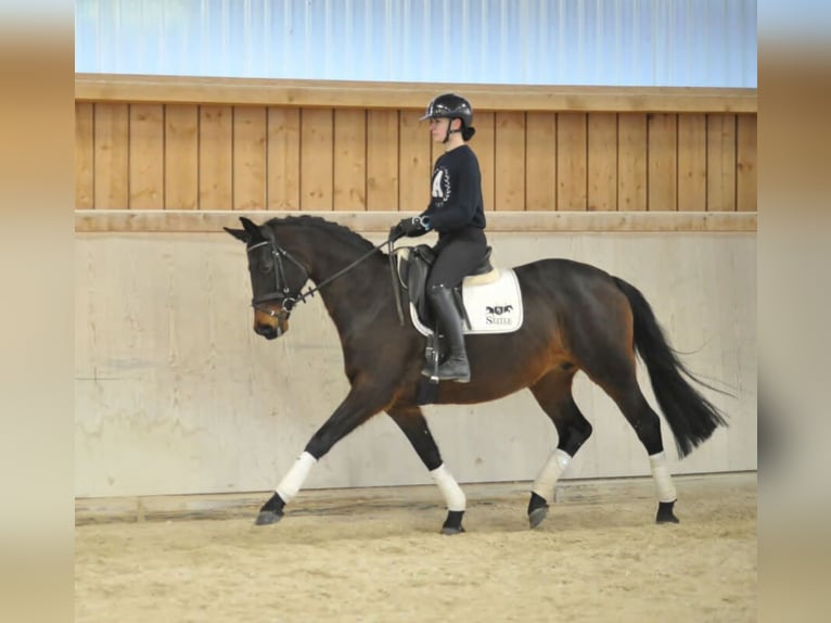 Trakehner Jument 7 Ans 164 cm Bai in Wellheim