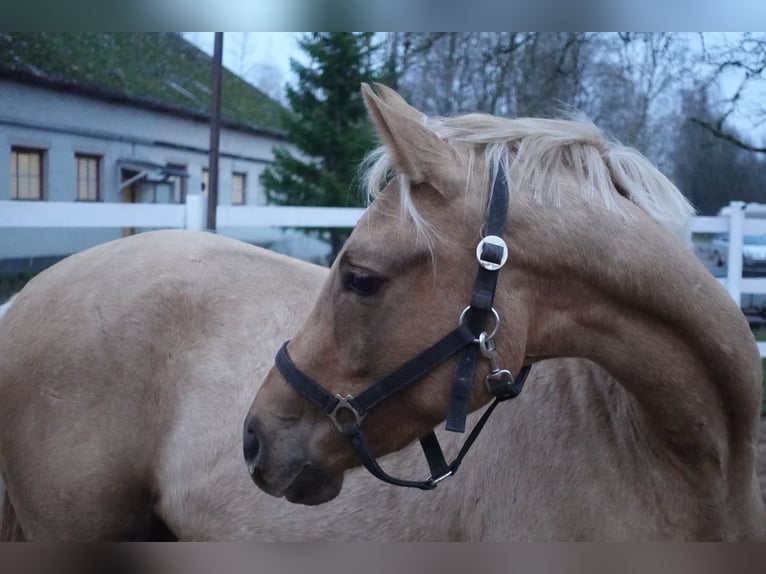 Trakehner Jument 7 Ans 164 cm Palomino in Linn