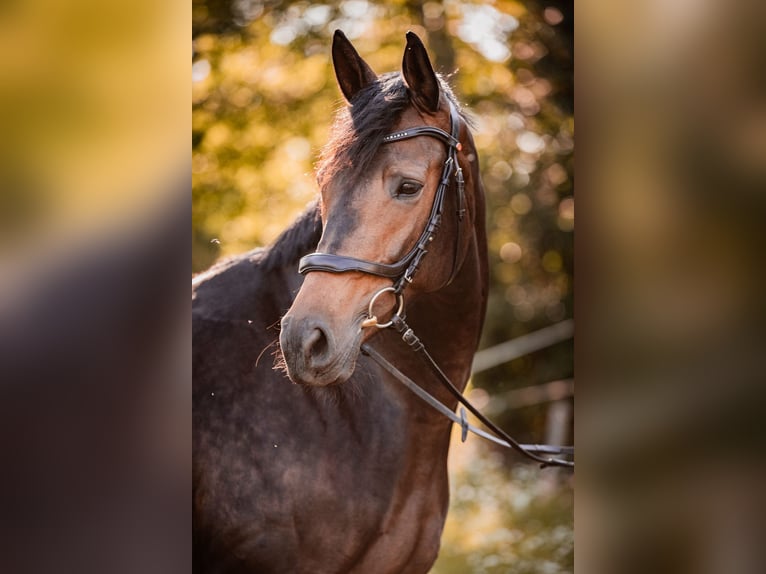 Trakehner Jument 7 Ans 166 cm Bai in Burgstädt