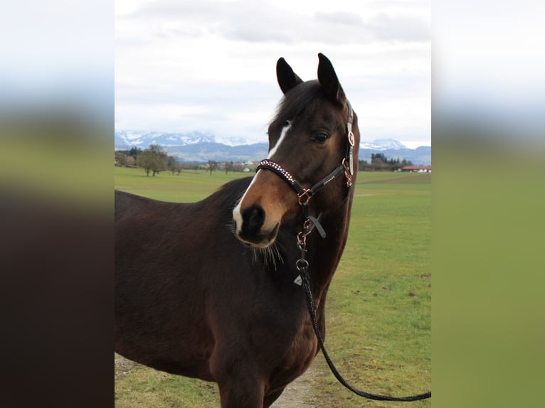 Trakehner Jument 7 Ans 166 cm Bai in Neukirch an der Thur