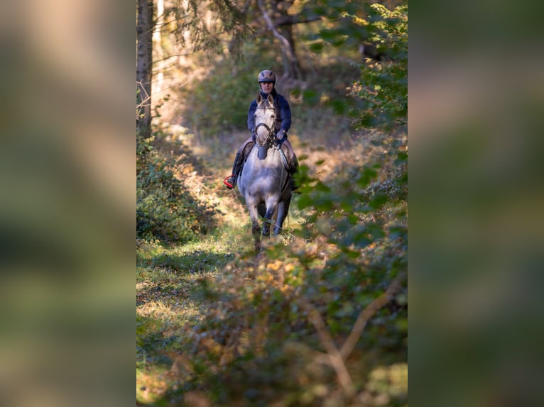 Trakehner Jument 7 Ans 166 cm Gris in Bosau