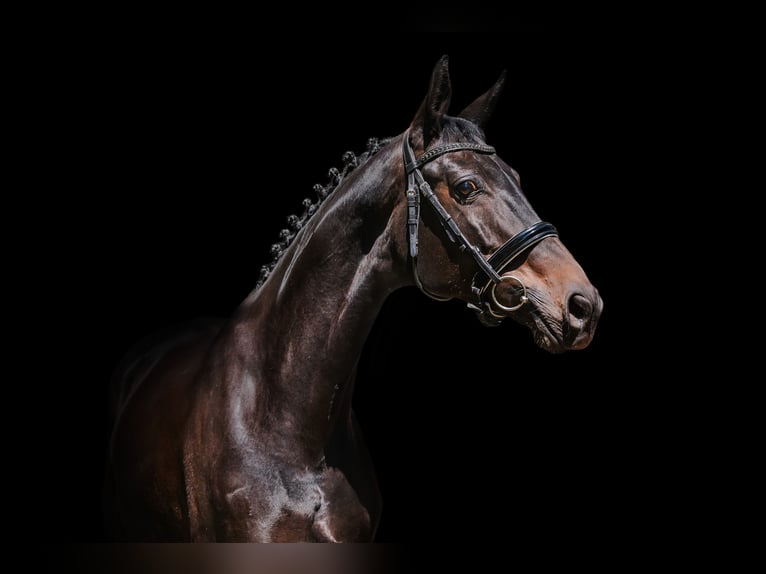 Trakehner Jument 7 Ans 167 cm Bai brun in Vilnius