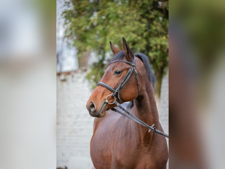 Trakehner Jument 7 Ans 167 cm Bai in Sępopol